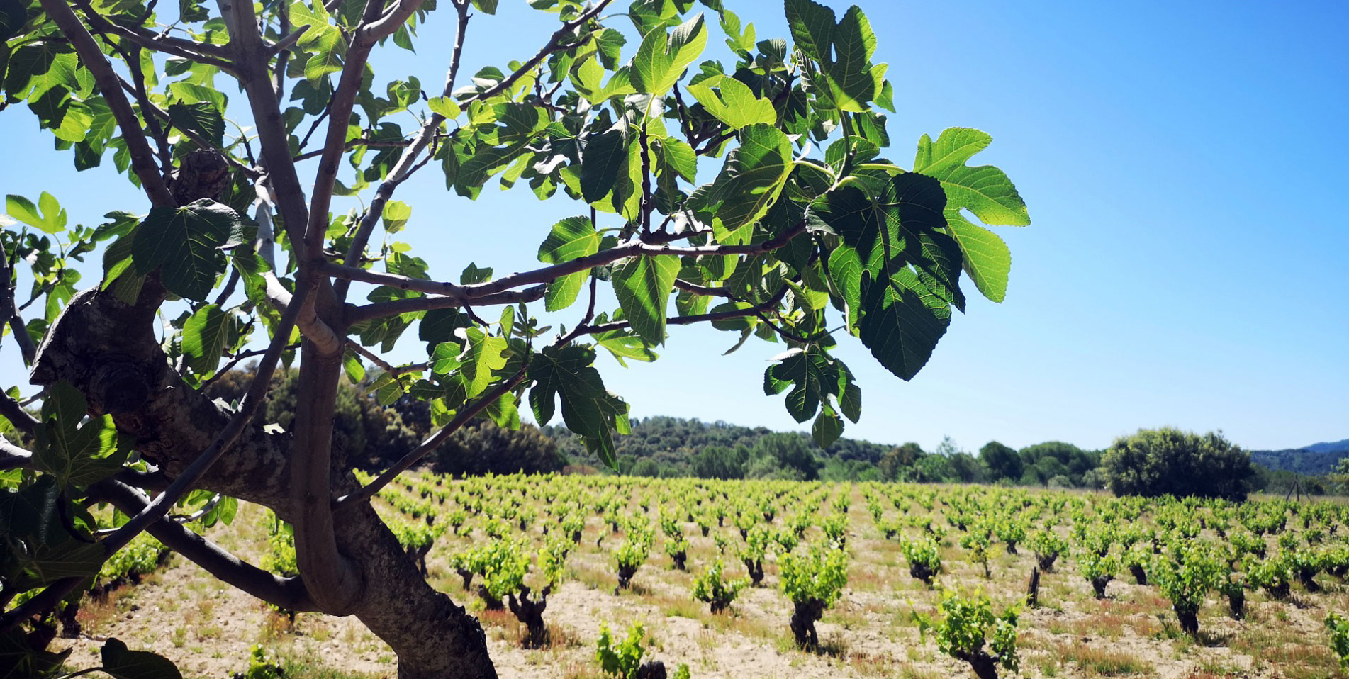 Alma Carraovejas dará continuidad a Bodega Marañones