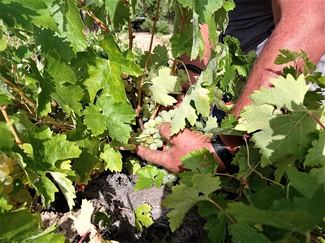 Las Moradas de San Martín inicia su vendimia con la variedad madrileña albillo real