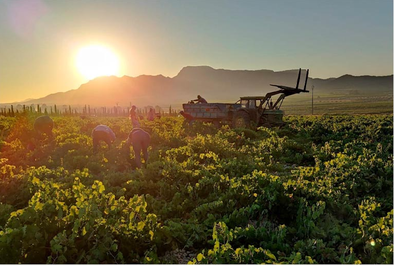 La DOP Jumilla inicia la vendimia 2021