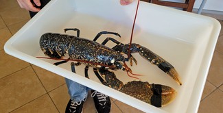 Presentación del Bogavante azul de la ria vivo antes de pasar por el asador