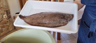 Presentacion del lenguado de la ria (960 gr) anrtes de pasar al asador