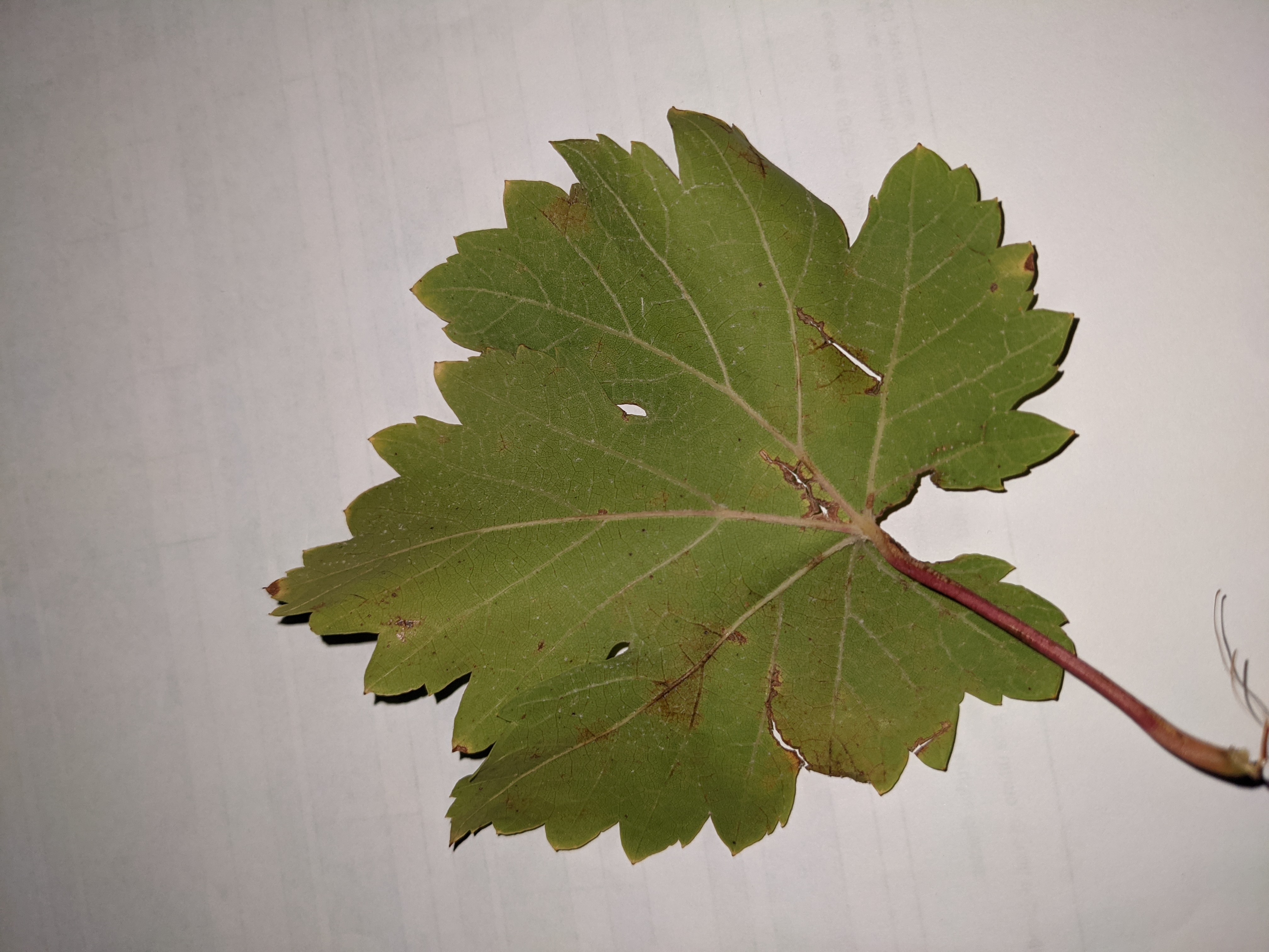 Hoja