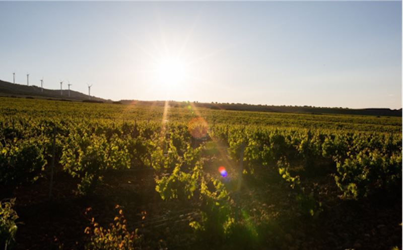 Ramón Bilbao, fundadora de la SWR, la iniciativa global por la sostenibilidad en el sector del vino