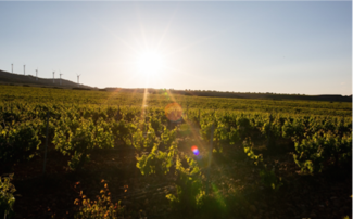 Ramón Bilbao, fundadora de la SWR, la iniciativa global por la sostenibilidad en el sector del vino