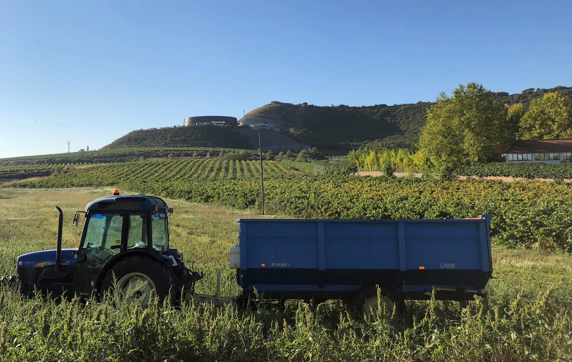 Arranca la vendimia en CVNE