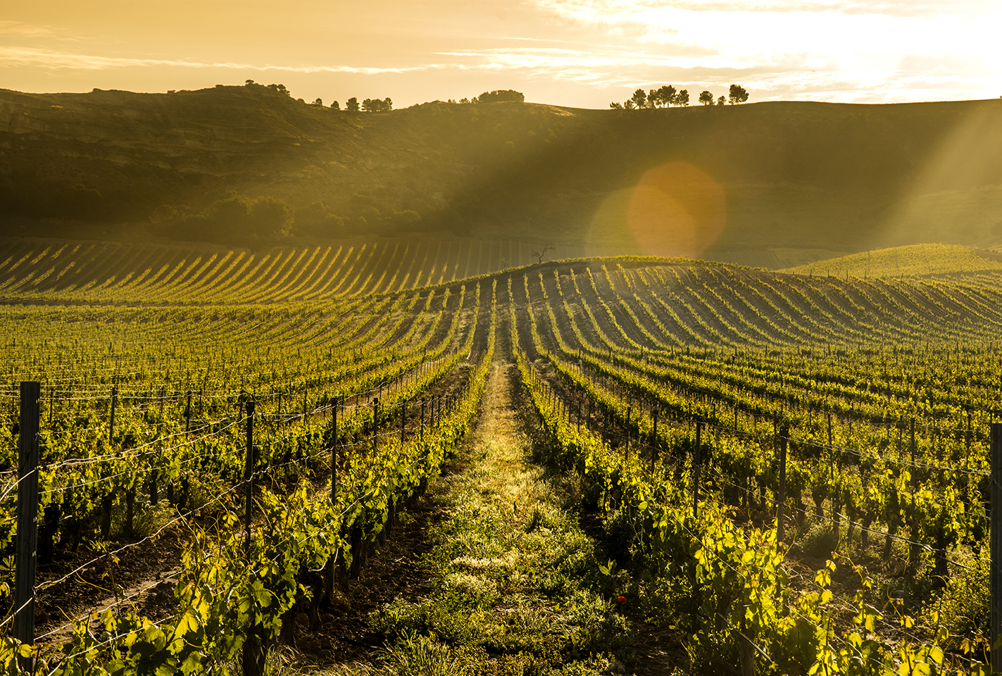 Pago de Carraovejas,  uno de los 100 mejores viñedos del mundo
