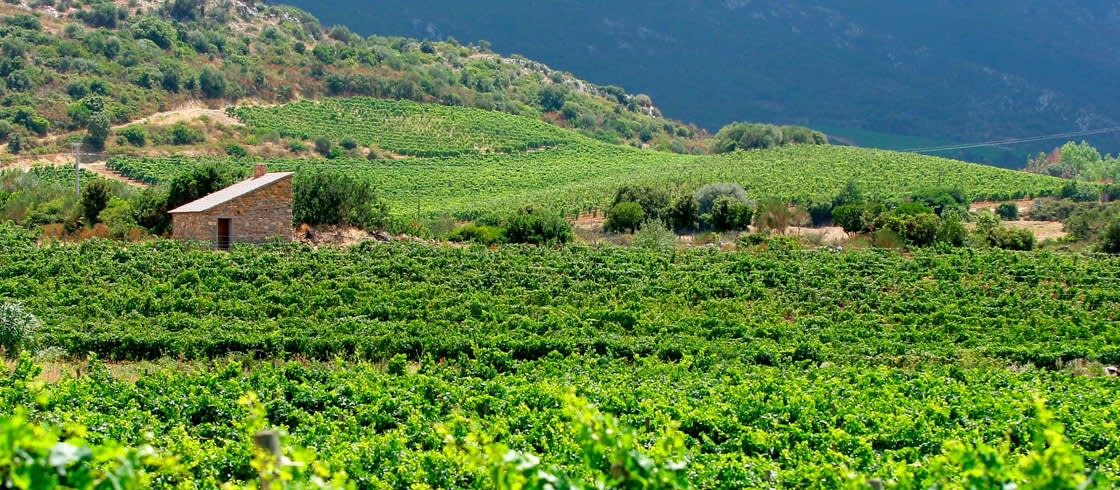 El viñedo de Córcega
