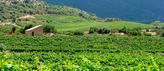 El viñedo de Córcega