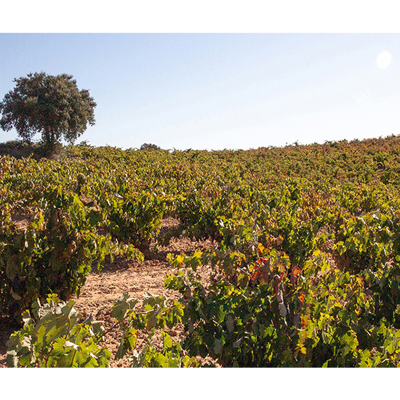 Foto Pago Santa Cruz ( La Horra-Burgos)