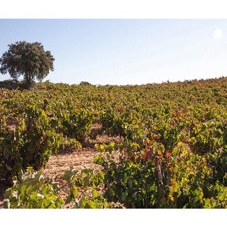 Pago Santa Cruz (La Horra-Burgos)