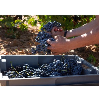 Vendimia en Ferratus