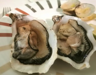 Ostras vivas