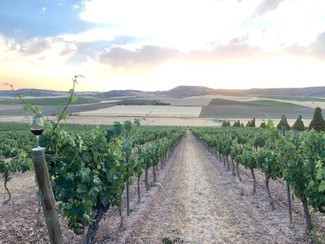 Ribera del Duero cierra la vendimia con más de 109 millones de kilos de uva
