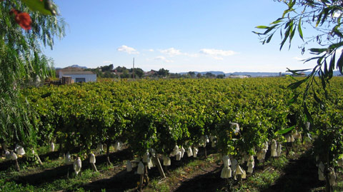 Vinos Alicante DOP triunfa entre la prensa especializada española.