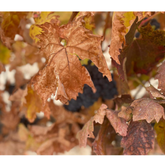 Viñedo Piedras de San Pedro
