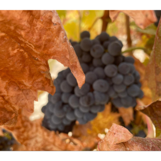Viñedo Piedras de San Pedro