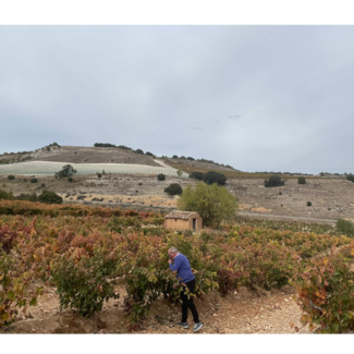 Viñedos Piedras de San Pedro
