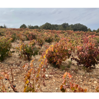 Viñedo Piedras de San Pedro