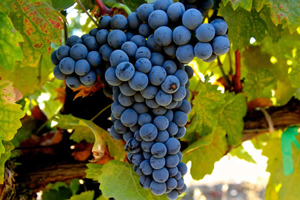 Las otras uvas: Dolcetto, la tercera uva tinta del Piamonte