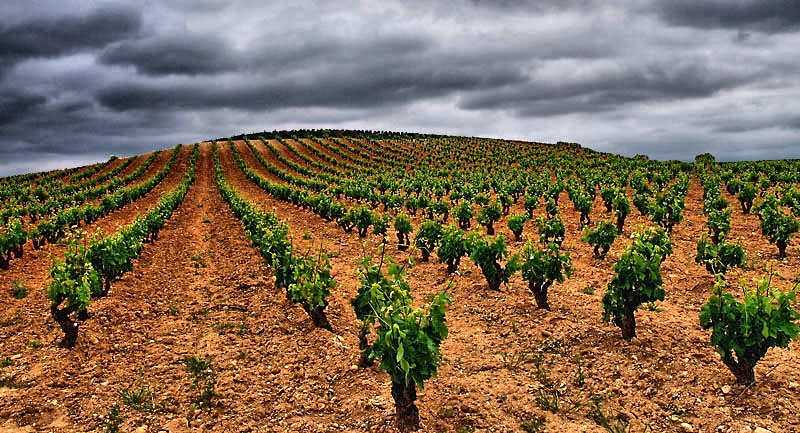 Rioja cierra balance del ejercicio de 2021 certificando su liderazgo tanto nacional como en exportación