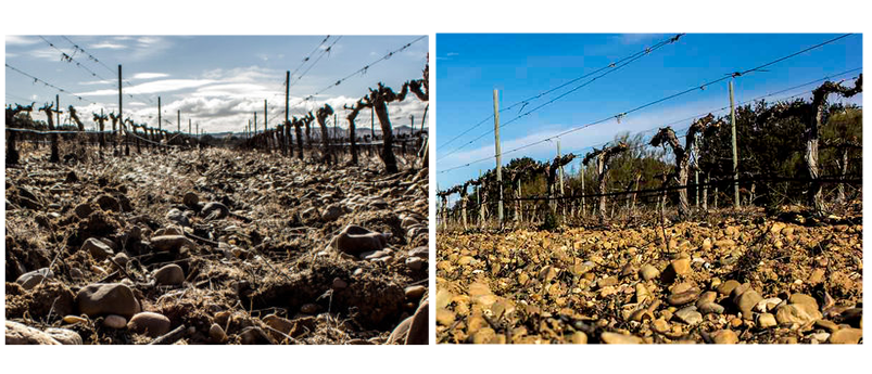 suleos bodegas barcolbo