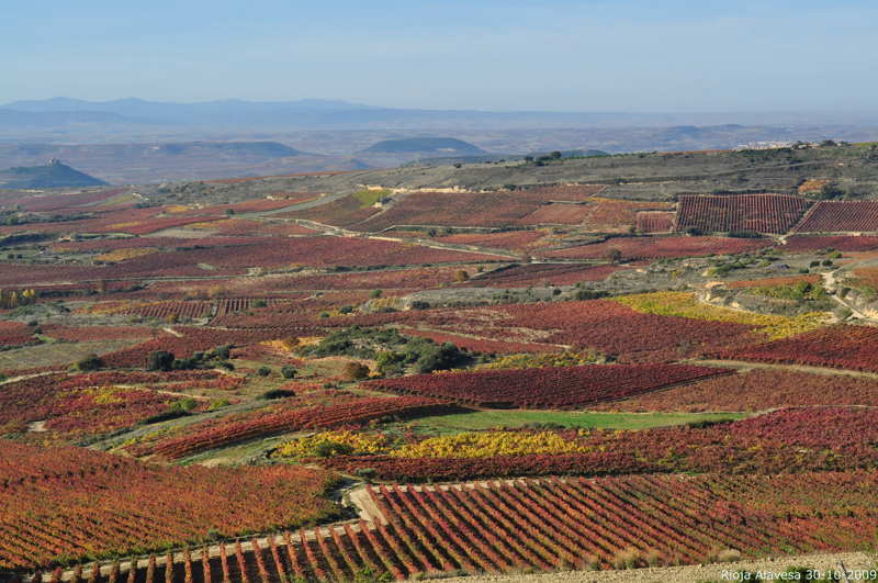 Comunicado de Prensa de la DOCa Rioja sobre el proyecto "Viñedos de Alava"
