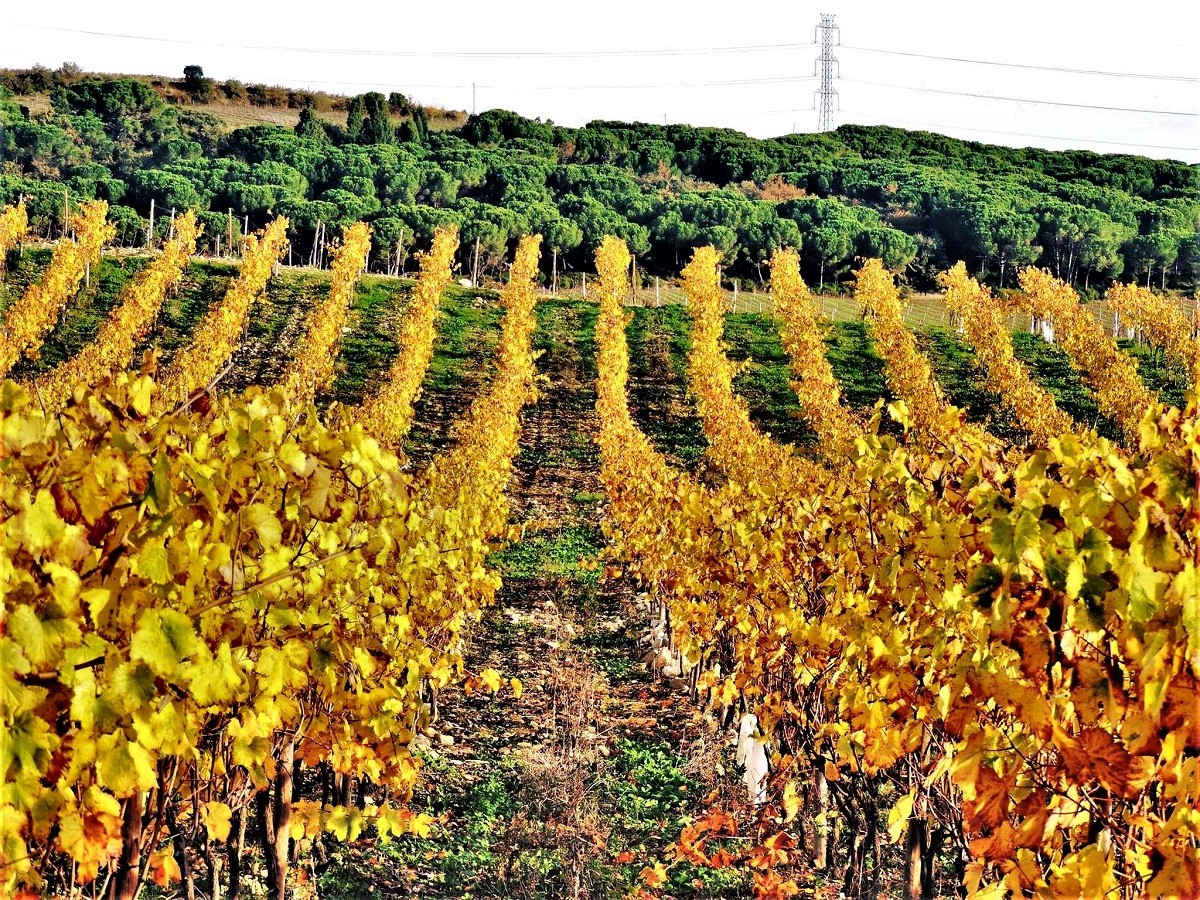 Las otras uvas: Baga la reina de Bairrada