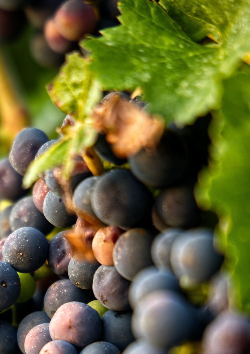 Guia ADN Verema 2022, ya podéis descargarla