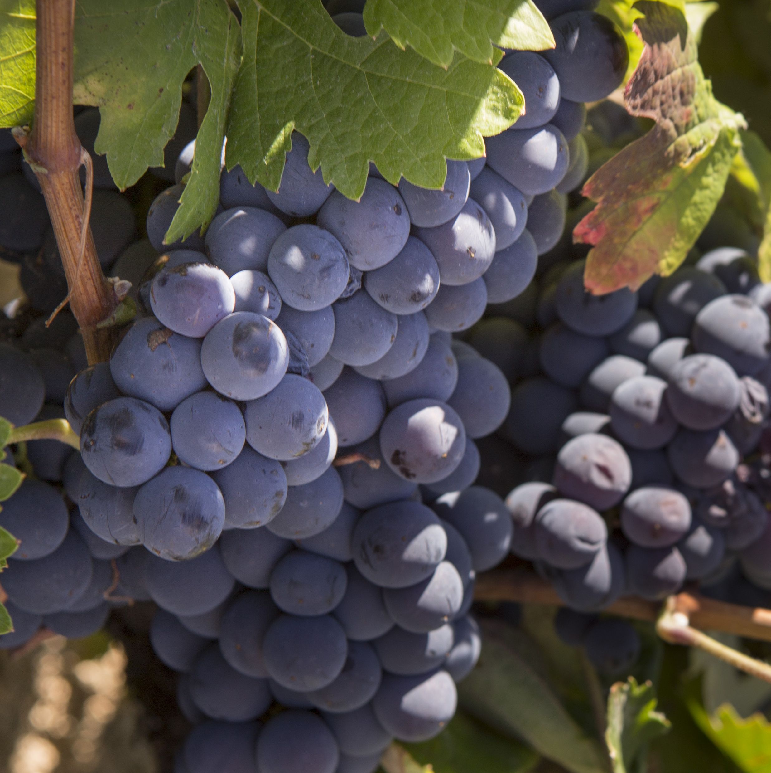 Las otras uvas: Rufete la uva de la Sierra de Salamanca