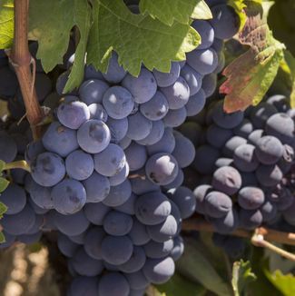 Las otras uvas: Rufete la uva de la Sierra de Salamanca