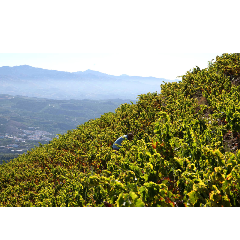 VITICULTURA HERÓICA EN LA AXARQUIA