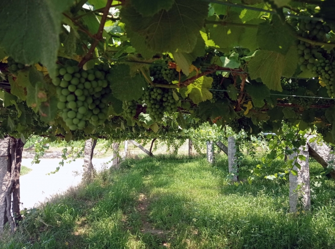 El Consejo Regulador Rías Baixas estima que esta vendimia se podrían recoger unos 41 millones de kilos de uva