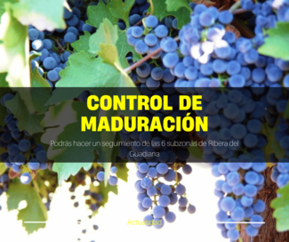 Control de Maduración Campaña 2022 en la DO Ribera del Guadiana