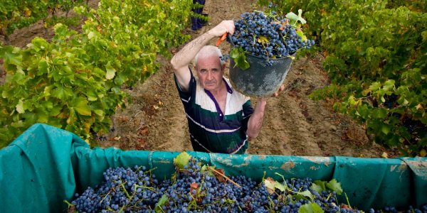 La vendimia más temprana de la historia en la D.O. Navarra