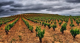 Avance óptimo hacia la vendimia en la Rioja