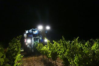 Comienza la vendimia en la D.O. Rueda marcada por la sequía.