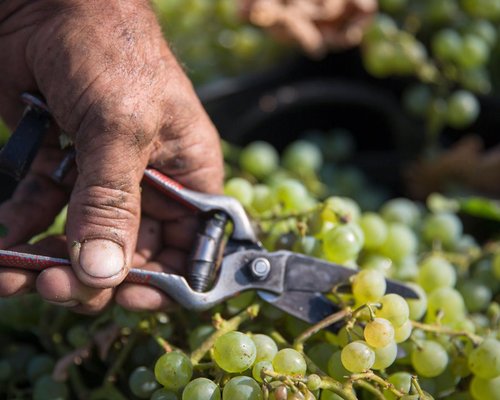 La vendimia del Marco de Jerez se aproxima a su fin, con una importante caída de la producción