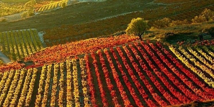 Condiciones vegetativas y sanitarias muy buenas en el control de maduración. DOCa Rioja