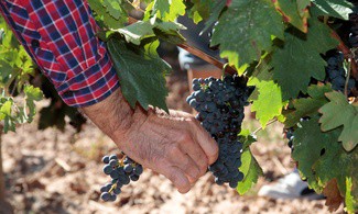 Rioja estrena la primera docuserie en tiempo real sobre la vendimia
