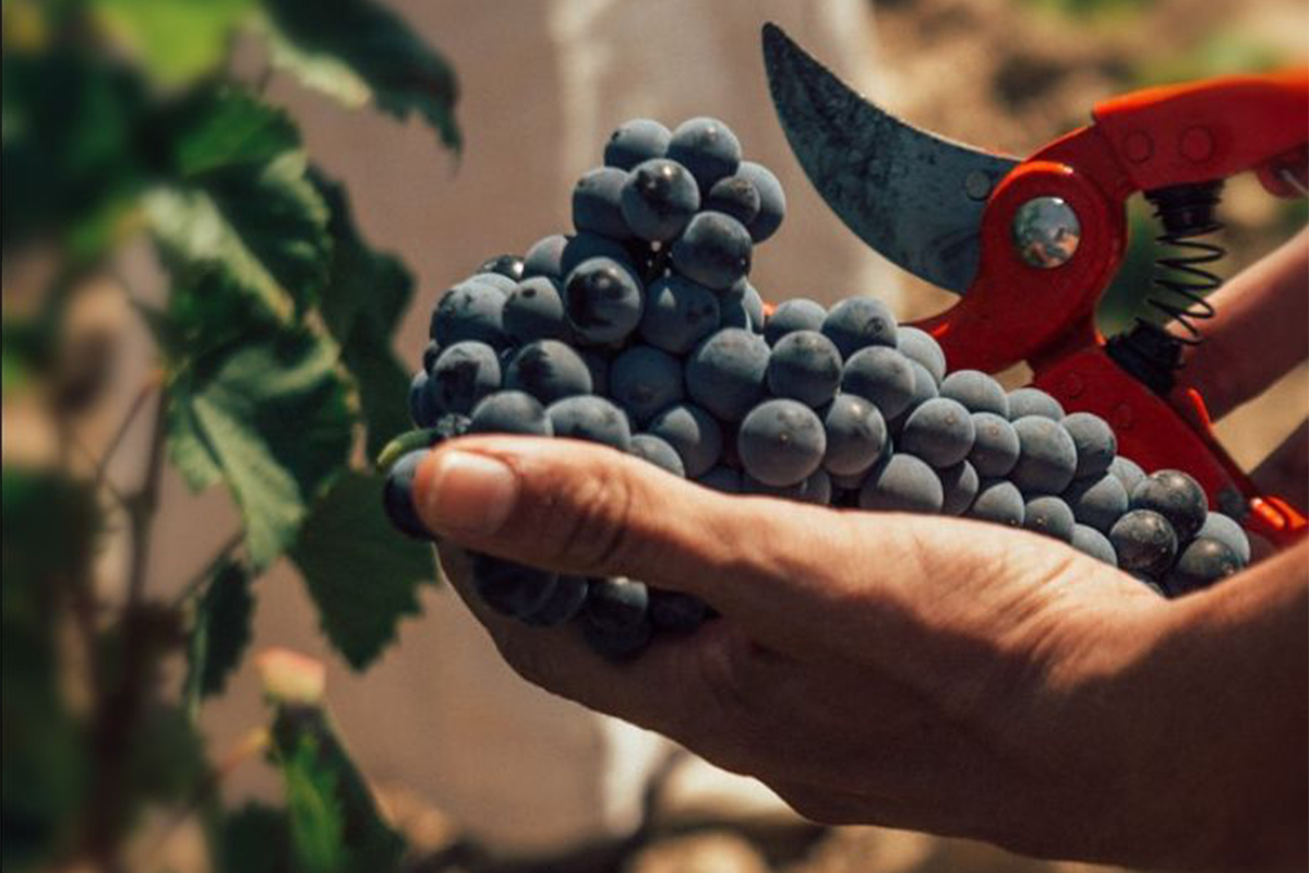 Vinos Alicante DOP reducirán su huella de carbono