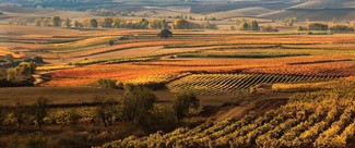 DOCa Rioja: Recurso de Reposición ante la protección nacional transitoria otorgada por el Gobierno Vasco