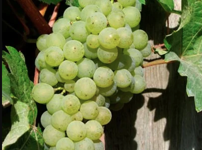 uva pardina