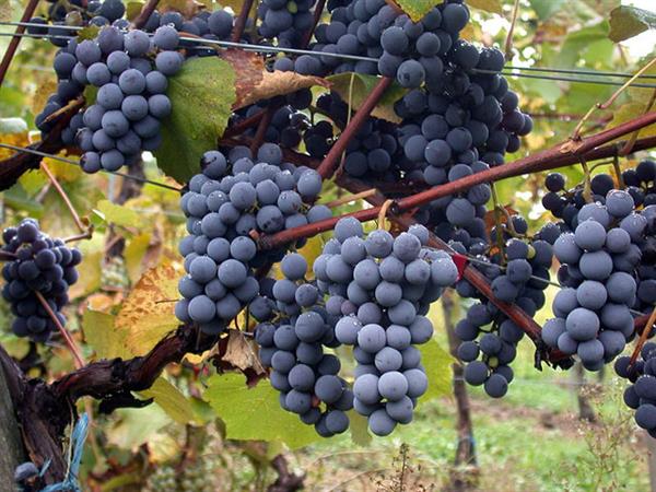 Veinticuatros bodegas obtuvieron en 2022 el sello 'Wineries for Climate Protection'