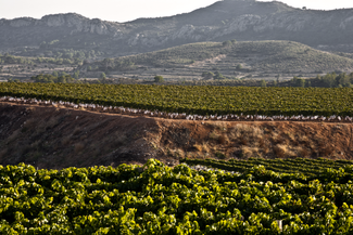 Vinos Alicante DOP mejora su huella de carbono