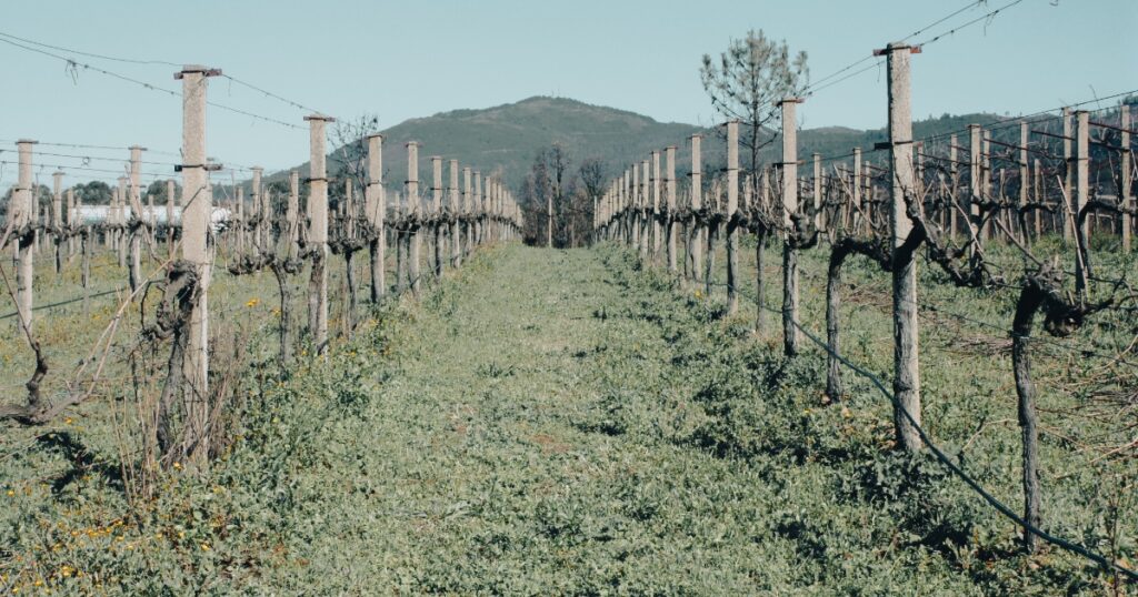 Rias Baixas: Qué es y que ocurre durante la etapa de latencia de la vid