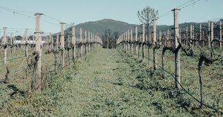 Rias Baixas: Qué es y que ocurre durante la etapa de latencia de la vid