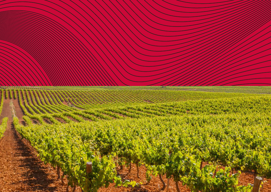 La DO Utiel-Requena rediseña sus contraetiquetas