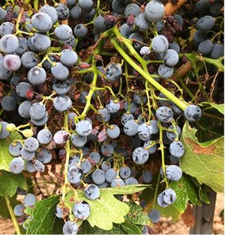 Enguera Planet: Hacer vinos mejores cuidando el planeta cada vez más