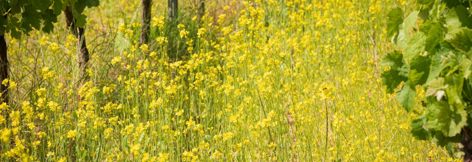 El 3er Simposio de Viticultura Regenerativa profundiza en la vida microbiana de los suelos