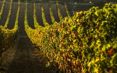 Rioja pone en marcha un ambicioso diagnóstico sobre el estado actual de la sostenibilidad en la Denominación